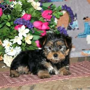 Pansy, Yorkie Puppy