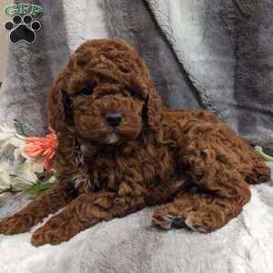 Pansy, Miniature Poodle Puppy