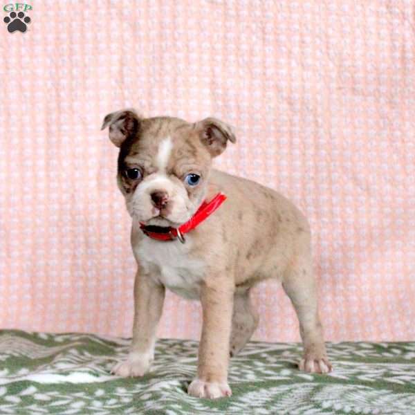 Paprika, Boston Terrier Puppy