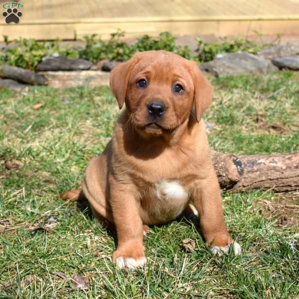 Parker, Fox Red Labrador Retriever Puppy