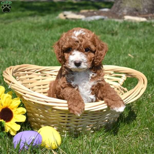 Parker, Cavapoo Puppy