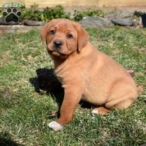 Parker, Fox Red Labrador Retriever Puppy