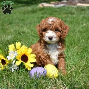 Parker, Cavapoo Puppy