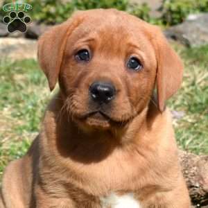 Parker, Fox Red Labrador Retriever Puppy