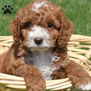 Parker, Cavapoo Puppy