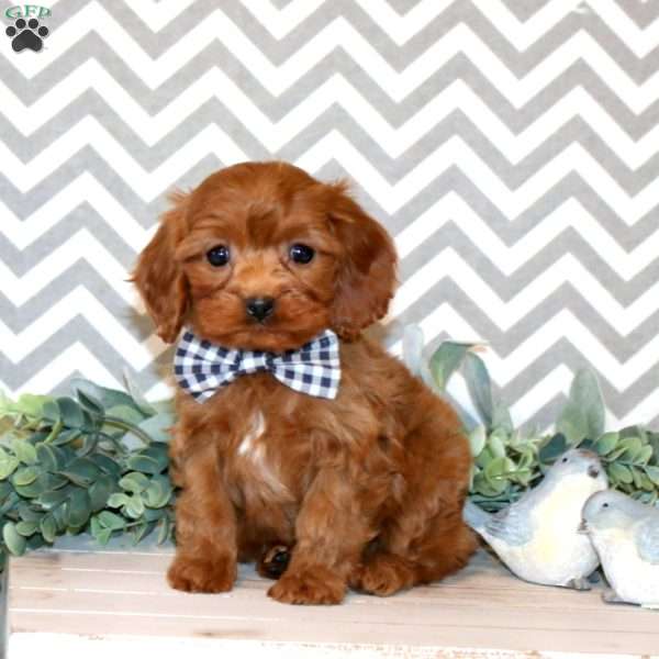 Parker, Cavapoo Puppy