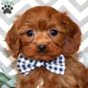 Parker, Cavapoo Puppy
