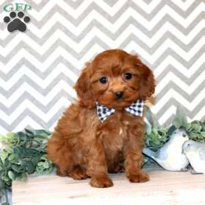 Parker, Cavapoo Puppy