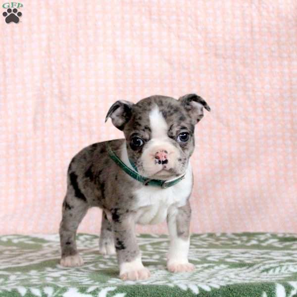 Pascal, Boston Terrier Puppy