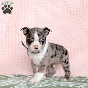Pascal, Boston Terrier Puppy