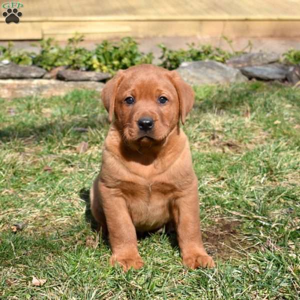 Patch, Fox Red Labrador Retriever Puppy