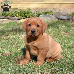 Patch, Fox Red Labrador Retriever Puppy