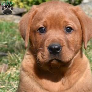 Patch, Fox Red Labrador Retriever Puppy