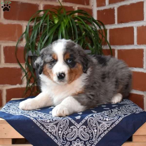 Patches, Australian Shepherd Puppy
