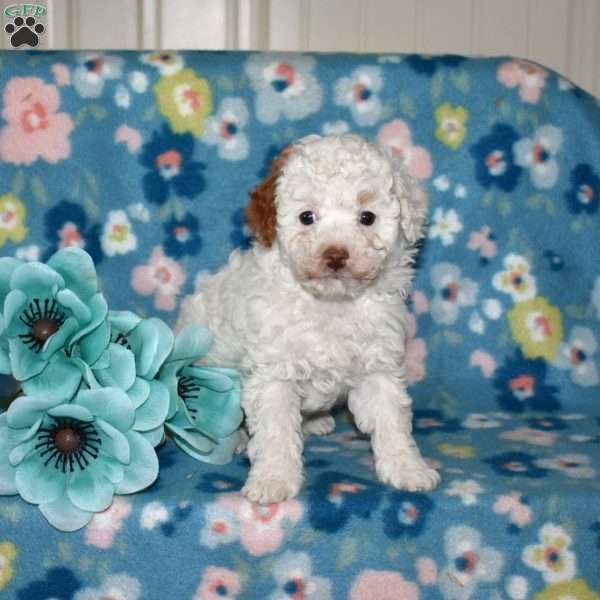Patches, Toy Poodle Puppy
