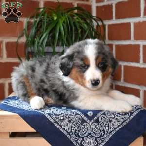Patches, Australian Shepherd Puppy