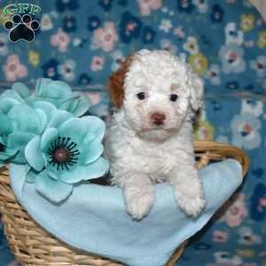 Patches, Toy Poodle Puppy