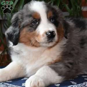 Patches, Australian Shepherd Puppy