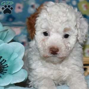 Patches, Toy Poodle Puppy