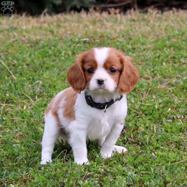 Patrick, Cavalier King Charles Spaniel Puppy