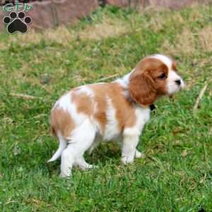 Patrick, Cavalier King Charles Spaniel Puppy