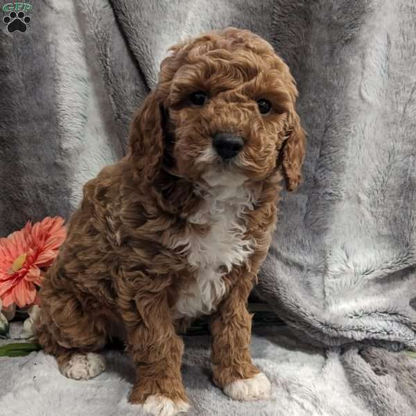 Patrick, Miniature Poodle Puppy