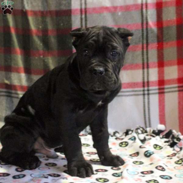 Paul, Cane Corso Puppy