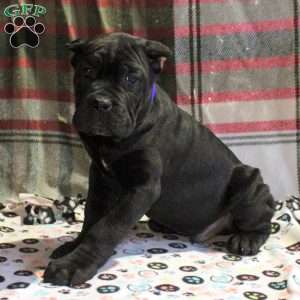 Paul, Cane Corso Puppy