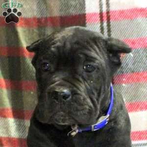 Paul, Cane Corso Puppy