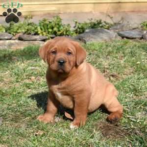 Paws, Fox Red Labrador Retriever Puppy