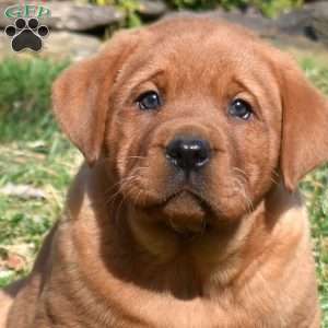 Paws, Fox Red Labrador Retriever Puppy