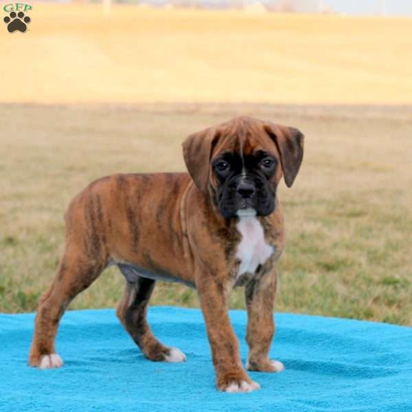 Paxton, Boxer Puppy