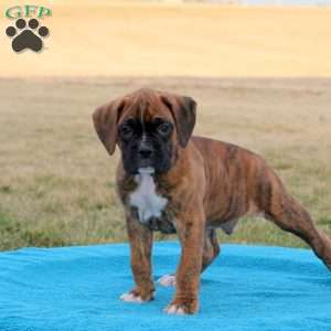 Paxton, Boxer Puppy