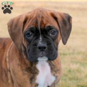 Paxton, Boxer Puppy