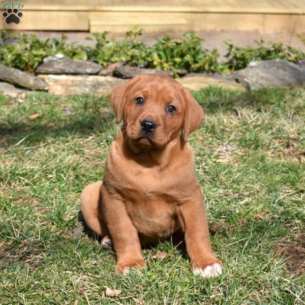 Peaches, Fox Red Labrador Retriever Puppy