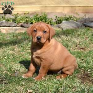 Peaches, Fox Red Labrador Retriever Puppy