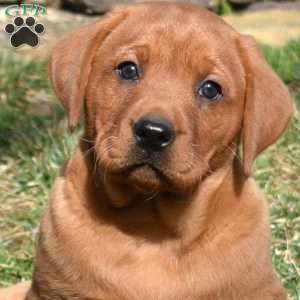 Peaches, Fox Red Labrador Retriever Puppy