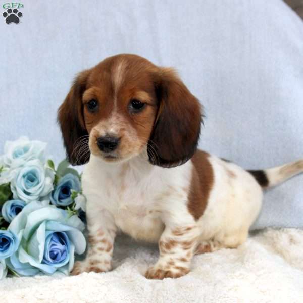 Peanut, Dachshund Puppy