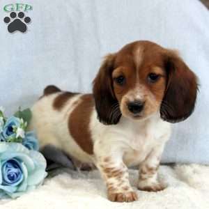 Peanut, Dachshund Puppy