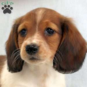 Peanut, Dachshund Puppy