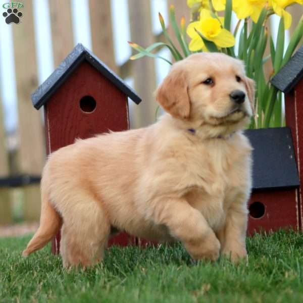Peanut, Golden Retriever Puppy