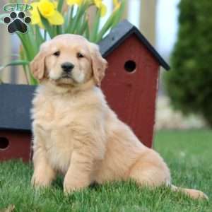 Peanut, Golden Retriever Puppy