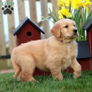 Peanut, Golden Retriever Puppy