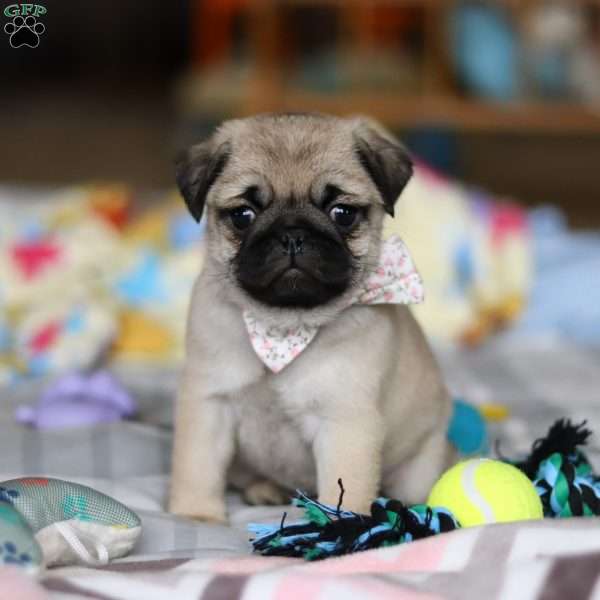 Pearl, Pug Puppy
