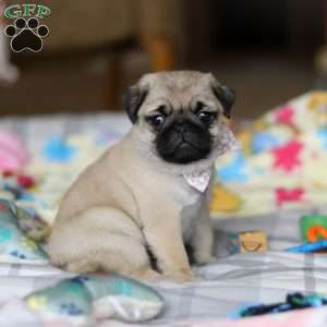 Pearl, Pug Puppy