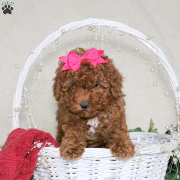 Pearl, Toy Poodle Puppy