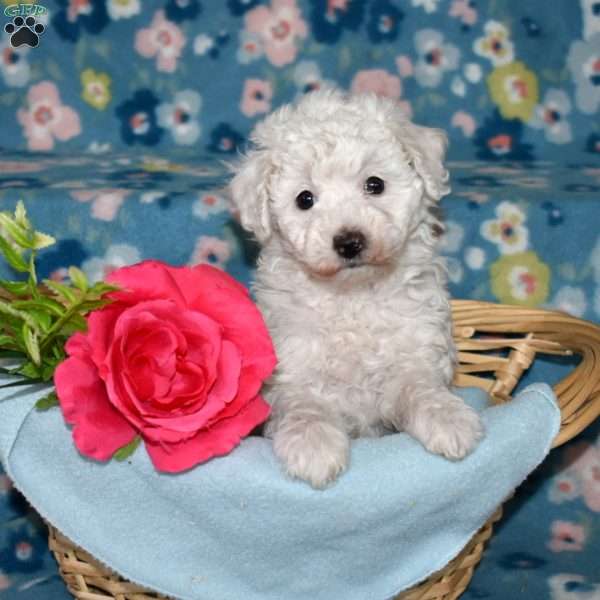 Pearl, Toy Poodle Puppy