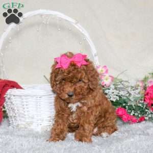 Pearl, Toy Poodle Puppy