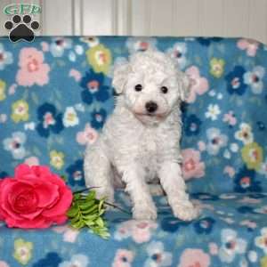 Pearl, Toy Poodle Puppy