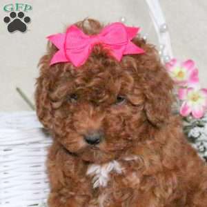 Pearl, Toy Poodle Puppy